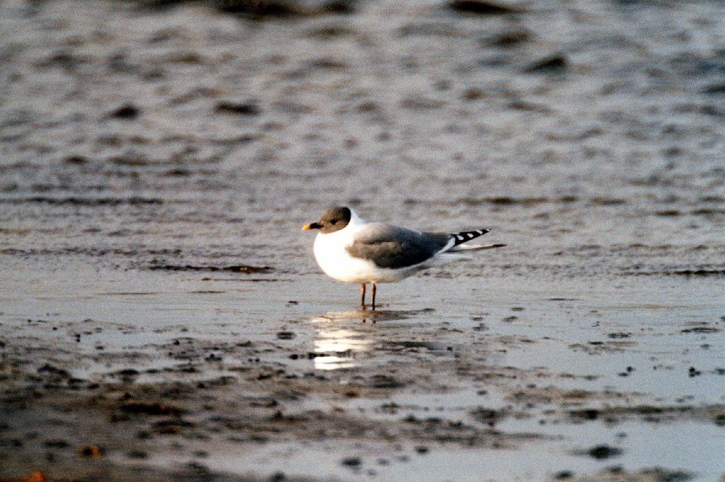 Gull, Sabine's, St George Alaska 06-1996 B06P69I01.jpg - Sabine's Gull